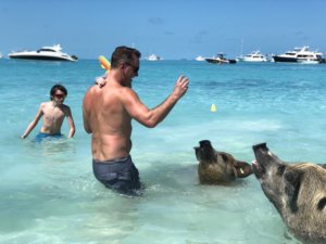 Bahamas, bucket list, adventure, tours, beach, paradise, swimming with the pigs, swimming pigs, Exuma,